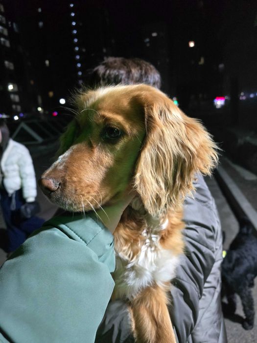 Молодой спаниель пристраивается срочно