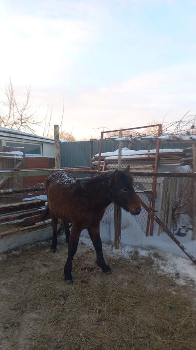 Жабагылар согымга