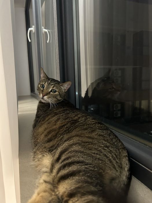 Petsittng, vizte la domiciliu pisici