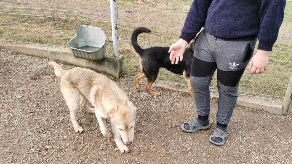 Catel,talie medie,5 ani, sterilizat, pentru adoptie responsabila