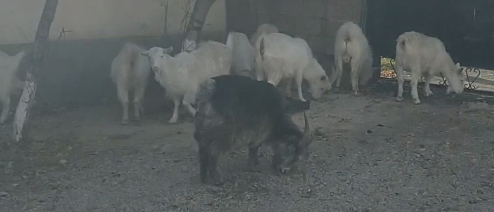 Ешкі қойлар сатыдады