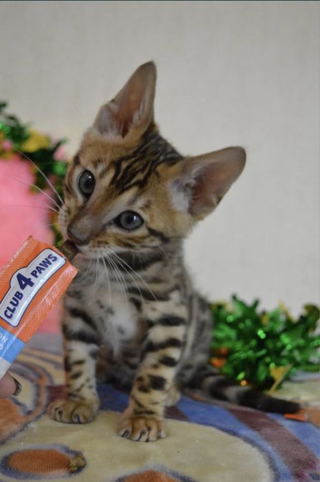 Продаётся бенгальские котята 4