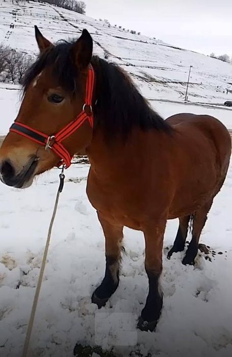 De vânzare mânză semi grea