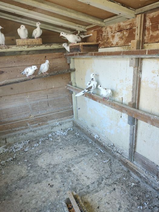 Скумрийки от миналата година