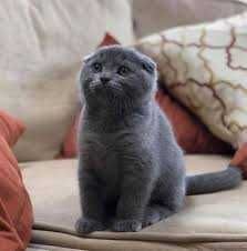 Вислоухий СКОТТИШ ФОЛД SHOKOLAD skotish fold CHOCO