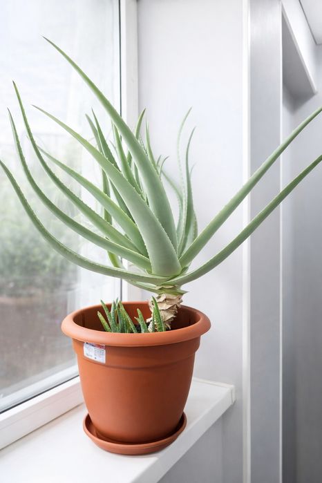 Комнатные растения