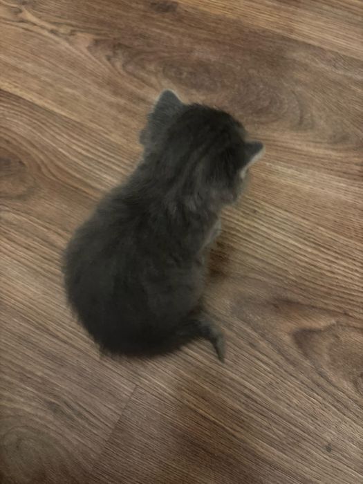 Котенок , очень маленький