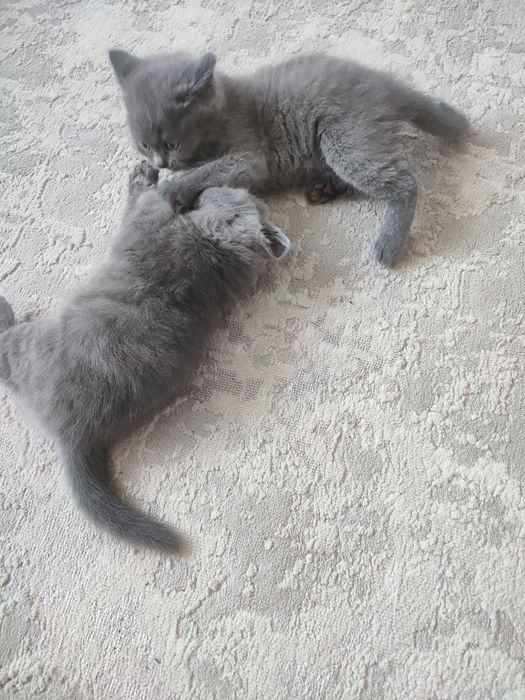 Продам британских котят.