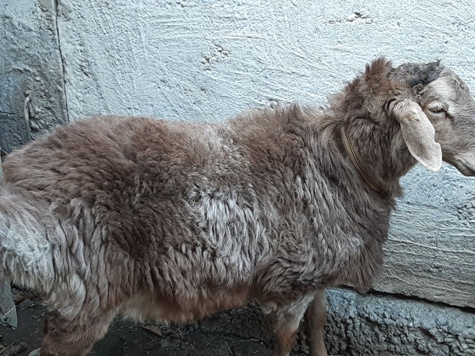 кучкорлар сотилади