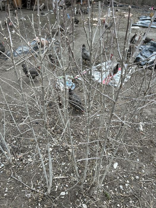 Саженцы черешни-бычий глаз, мальвы!