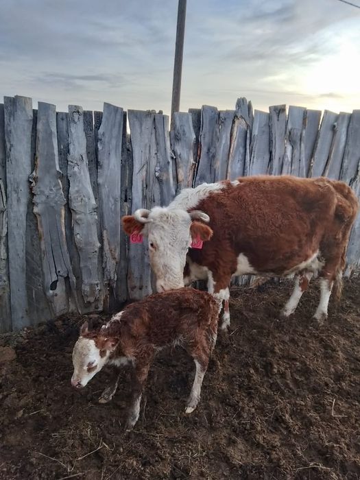 Продается корова с теленком