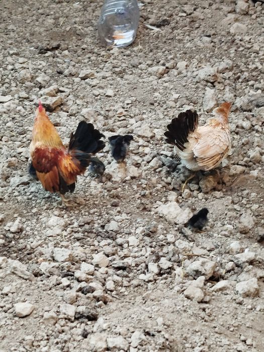 Yapon va dakan zotlari