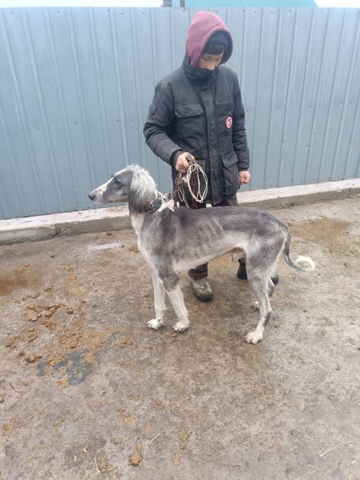 тазы сатылады.