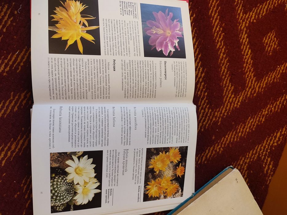 Продам книгу Кактусы