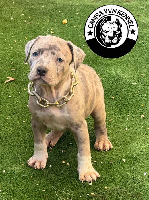 Femela amstaff blue merle