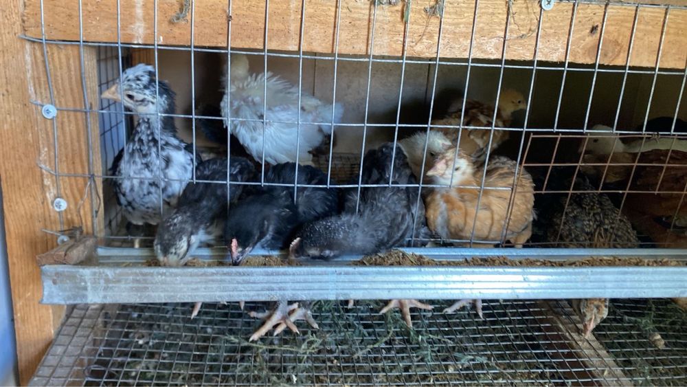 казакы балапандар