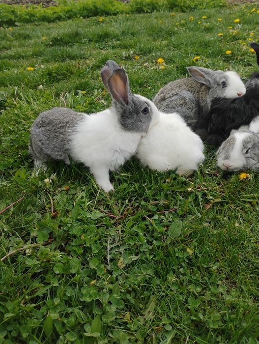 Iepurași hycole sanatosi