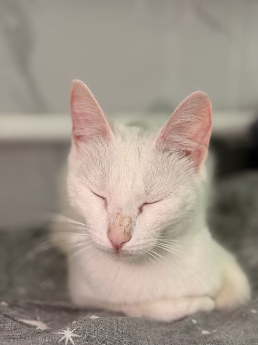 Кошечка ищет дом