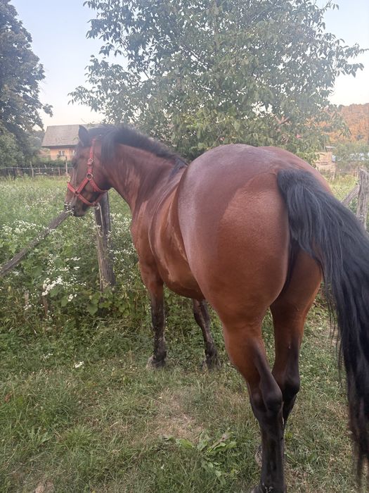Vand iapa in varsta de 4 ani