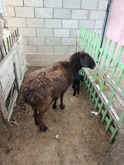 Козылы кой сатылады