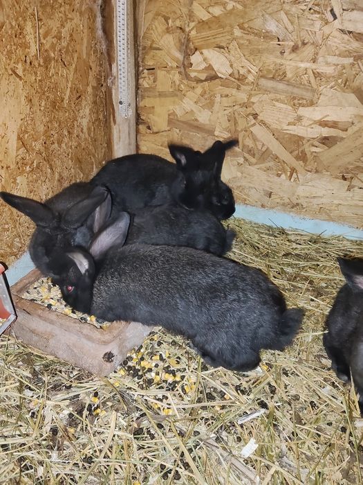 Iepuri uriași german