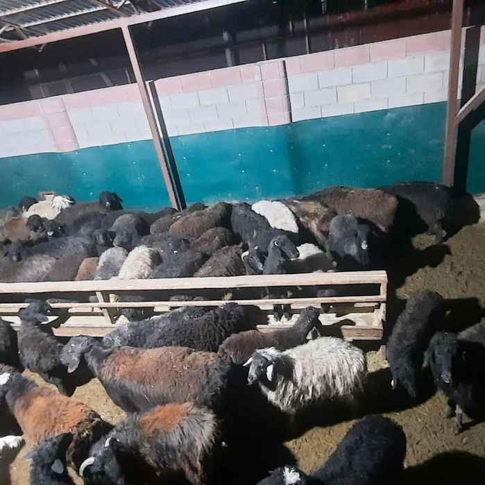 Кой токты тусак кошкар