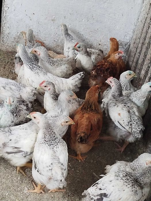 Pui de rasă mixtă de vânzare 20lei buc.