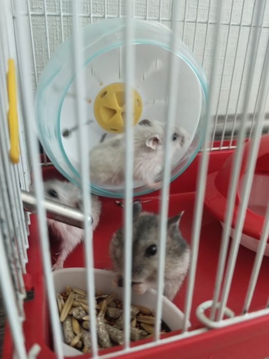 Малыши джунгарские