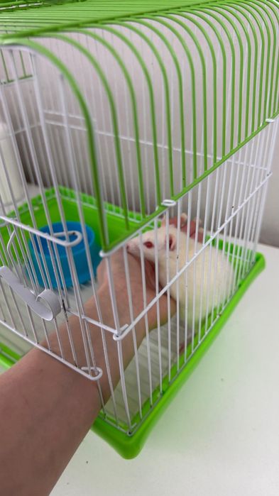 крыса в добрые руки