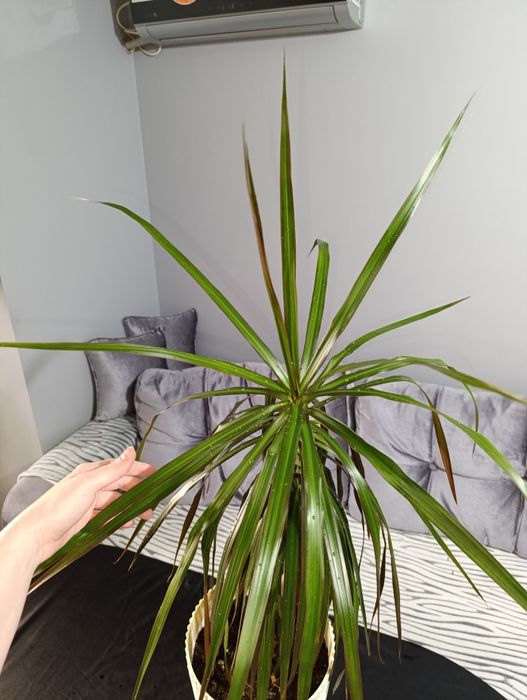 Драцена Маргината.