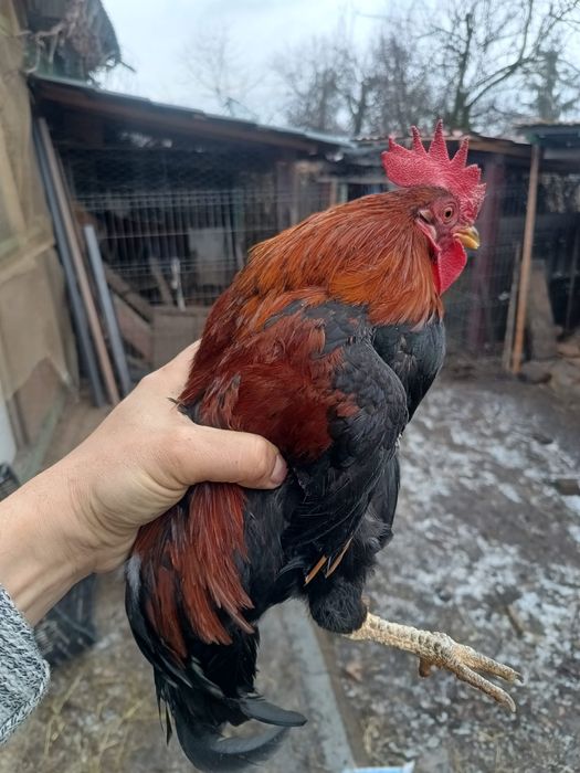 Vând cocoși , porumbei și găinușe americane