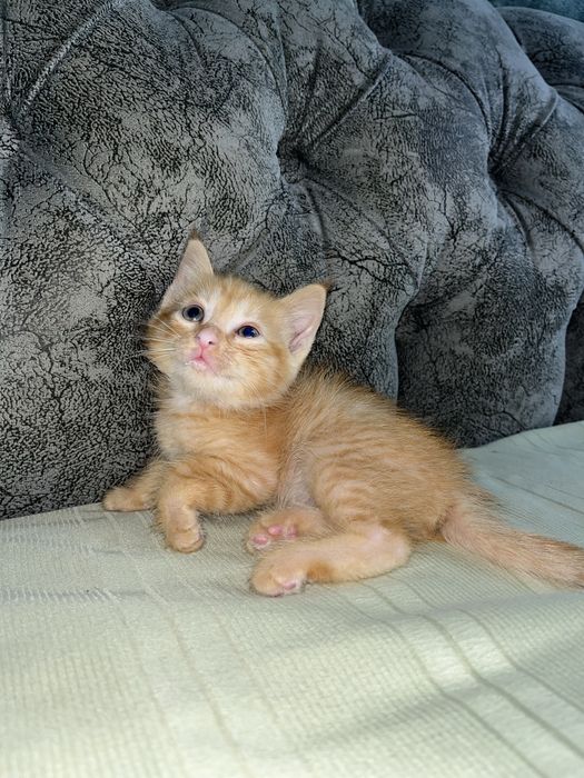 Отдам котяток в доьрые руки