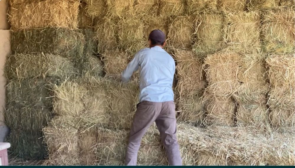 Beda va somon pres optom narxlarda