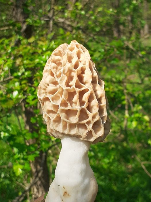 Ciuperci Zbarciogi Morchella Elata, Esculenta