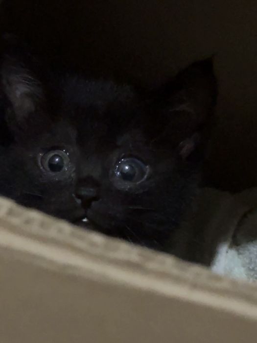 Котенок 1 месячный девочка
