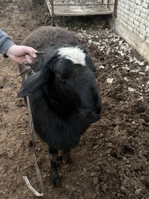 Kami bor  kichkinaro qoylaram bor kere bosa tel qlorasilar