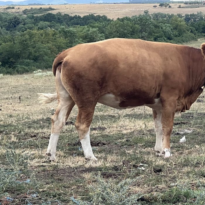 Vand juninca  2 ani / Baltata romaneasca