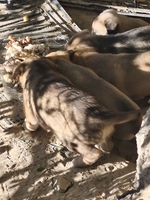 Добрые руки щенята