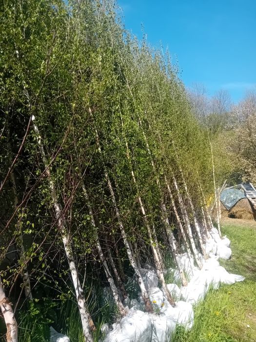 Vând mesteacăn alb ornamental la ghiveci dețin diferite dimensiuni