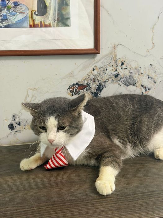 Кот в лучшую семью