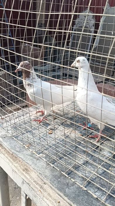 Голуби гульвадамы пара