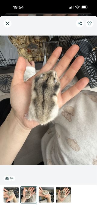 продам хомячков и мальчики и девочки в наличии