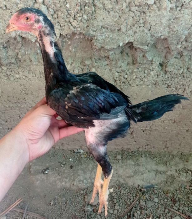 Продам бойцовых цыплят