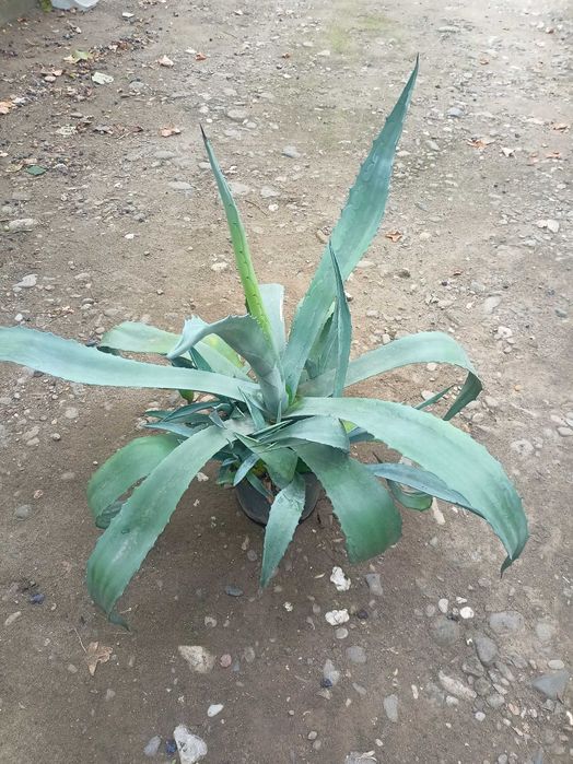 Agave  americana