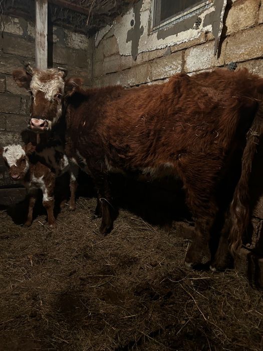 Сиыр 2 баласымен! Срочно сатылад !