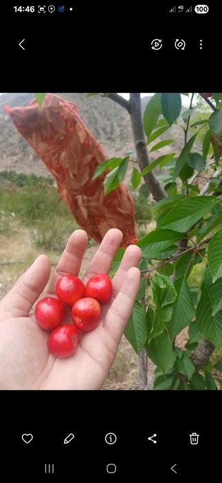 Perevalda Dacha sotiladi