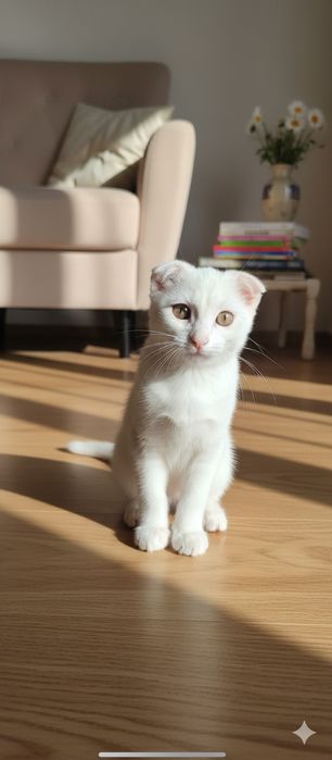 Белый вислоухий котёнок девочка