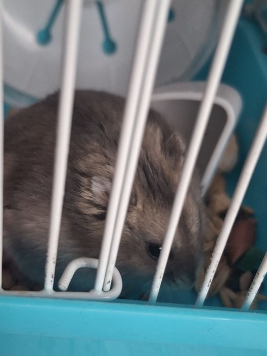 Хомяки с клетками