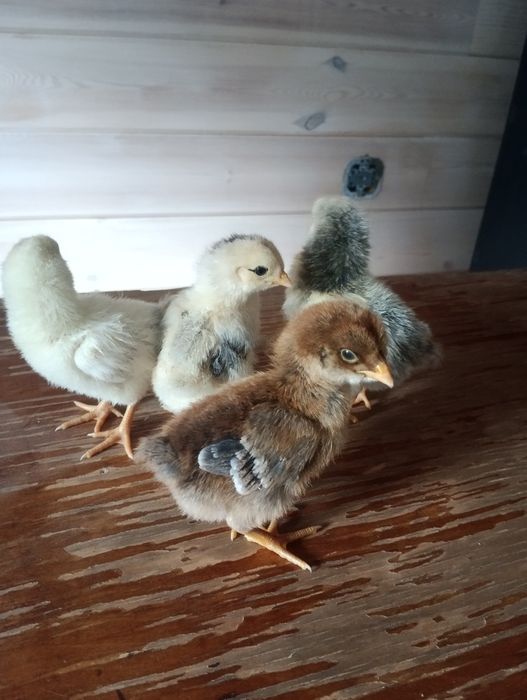 Продам цыплят 5 дней