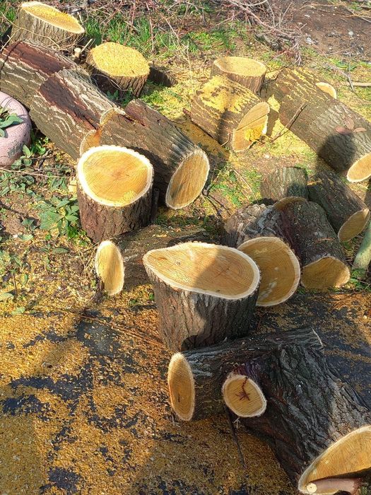 Пинки деревя тутовник